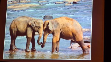 Petr Nazarov - Srí Lanka - tropický ráj  - 2025